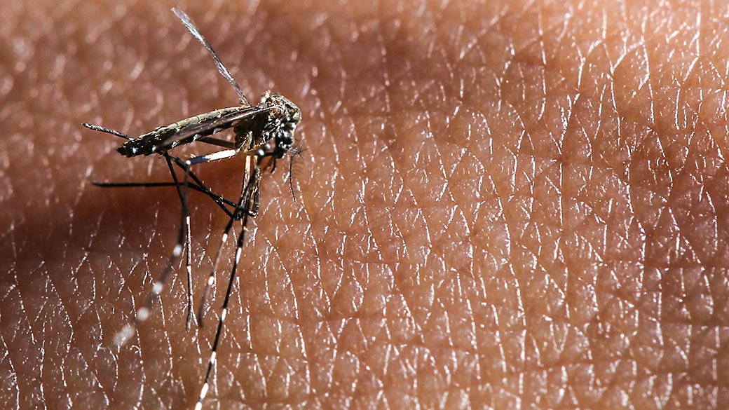 Mosquito Aedes aegypti, transmissor da Dengue visto na região da Lapa, zona oeste de São Paulo