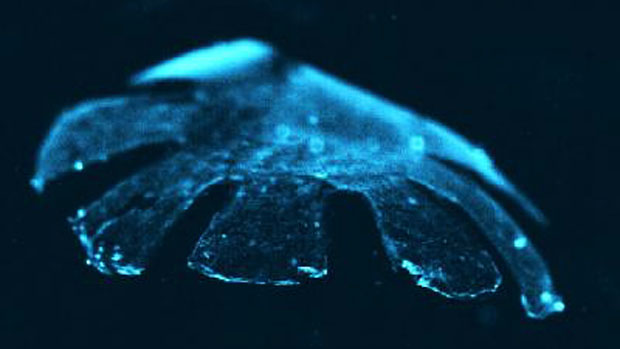 Cientistas recriam medusa a partir de silicone e células do coração de rato