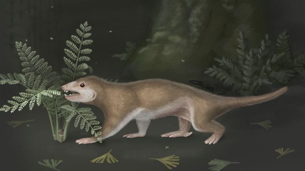 'Megaconus mammaliaformis': animal existiu há cerca de 165 milhões de anos