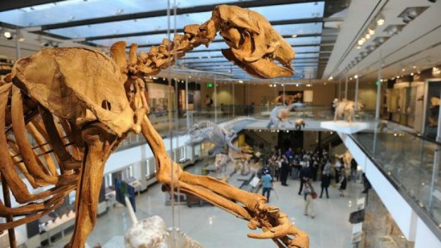 Esqueleto de uma preguiça gigante em exposição no Museu de História Natural de Los Angeles