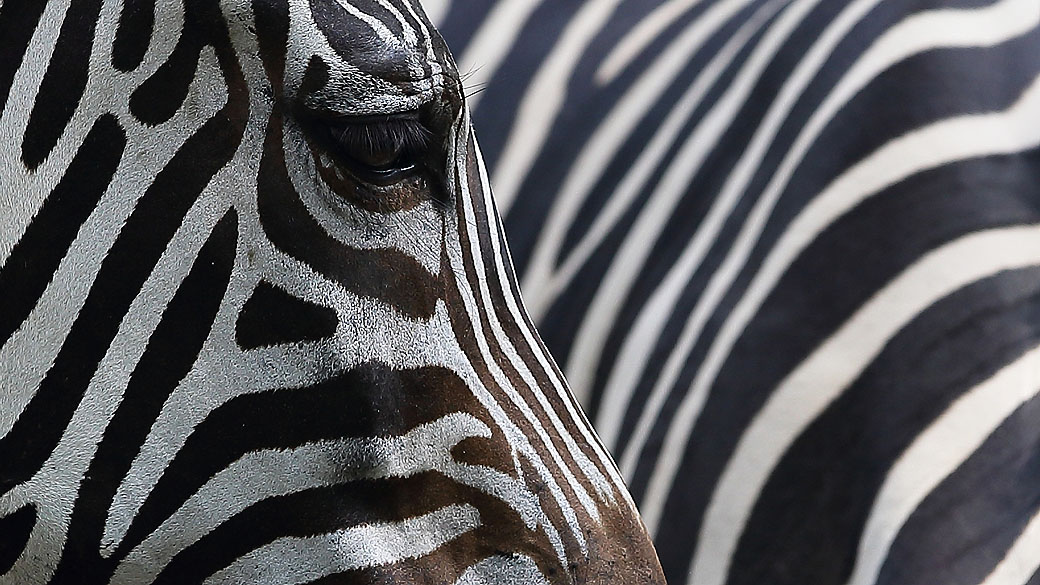 Zebras: listras ajudam a manter insetos longe