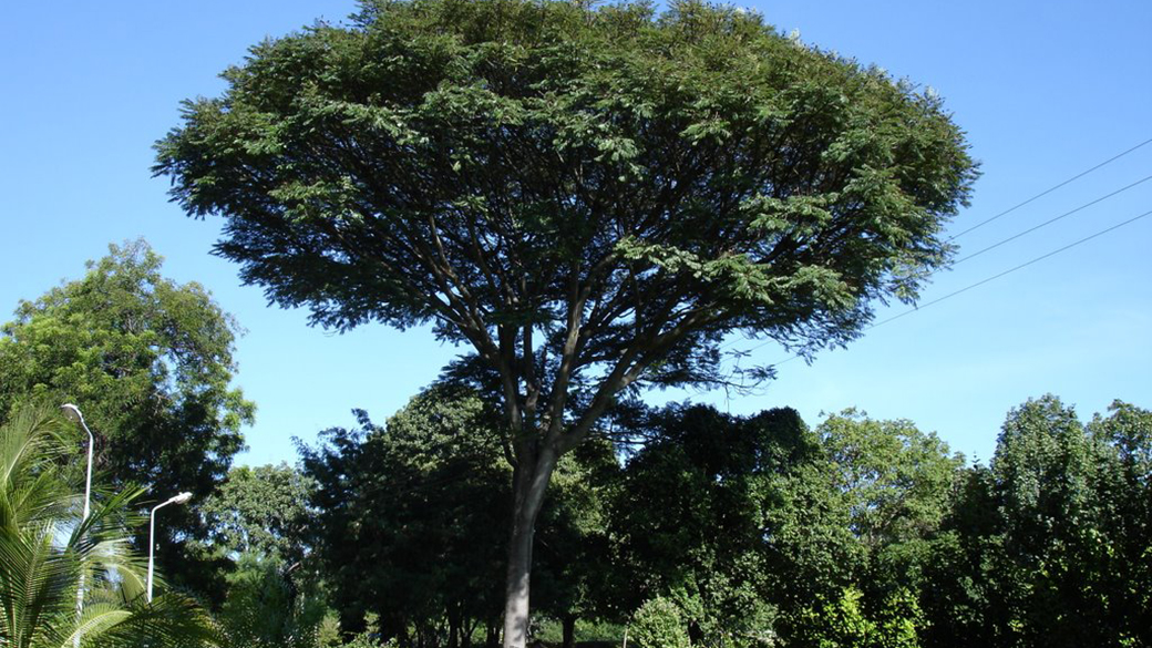 Árvore guapuruvu