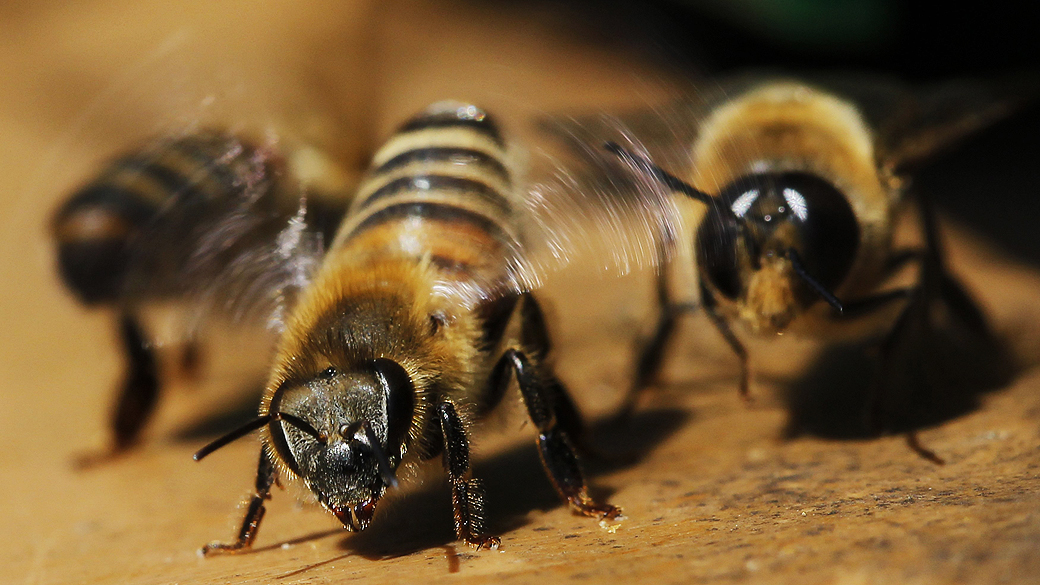 Algumas regiões da Europa registraram o desaparecimento de 53% das abelhas - que são importantes para a agricultura