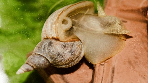caracol pneumostômio respiração chocolate