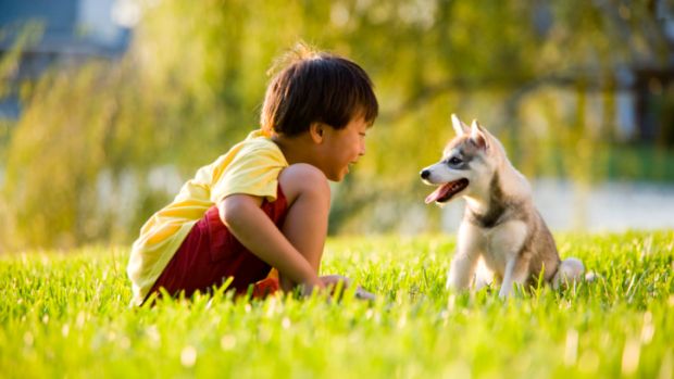 Segundo a pesquisa, a troca de olhares entre cães e seus donos aumenta a concentração de ocitocina no sangue. O hormônio é responsável por aumentar o elo bioquímico entre mães e filhos e ajudaria a reforçar os laços afetivos entre cachorros e humanos