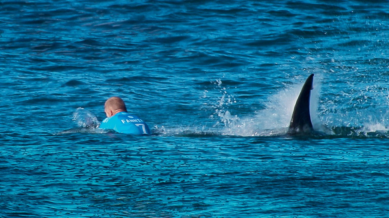 O HOMEM E O PEIXE – O australiano Mick Fanning, tricampeão mundial de surfe, atacado pelo tubarão-branco na África do Sul