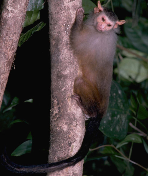 <p>O Mico rondoni foi o único mamífero identificado pelos pesquisadores do Museu Paraense Emílio Goeldi. O animal é encontrado apenas em Rondônia, em uma área delimitada pelos Rios Mamoré, Madeira e Ji-Paraná e pela Serra dos Pacaás Novos. A espécie é relativamente rara e pode ser a mais ameaçada do gênero</p>