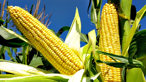 O milho é uma das maiores commodities agrícolas do mundo