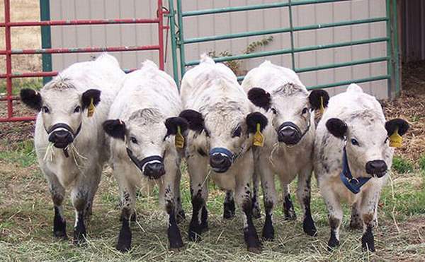 Mini-vacas criadas na fazenda de Richard Gradwohl