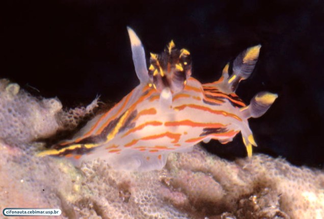 <p>Espécie do gênero <em>Polycera</em>, outro grupo de lesmas marinhas</p>