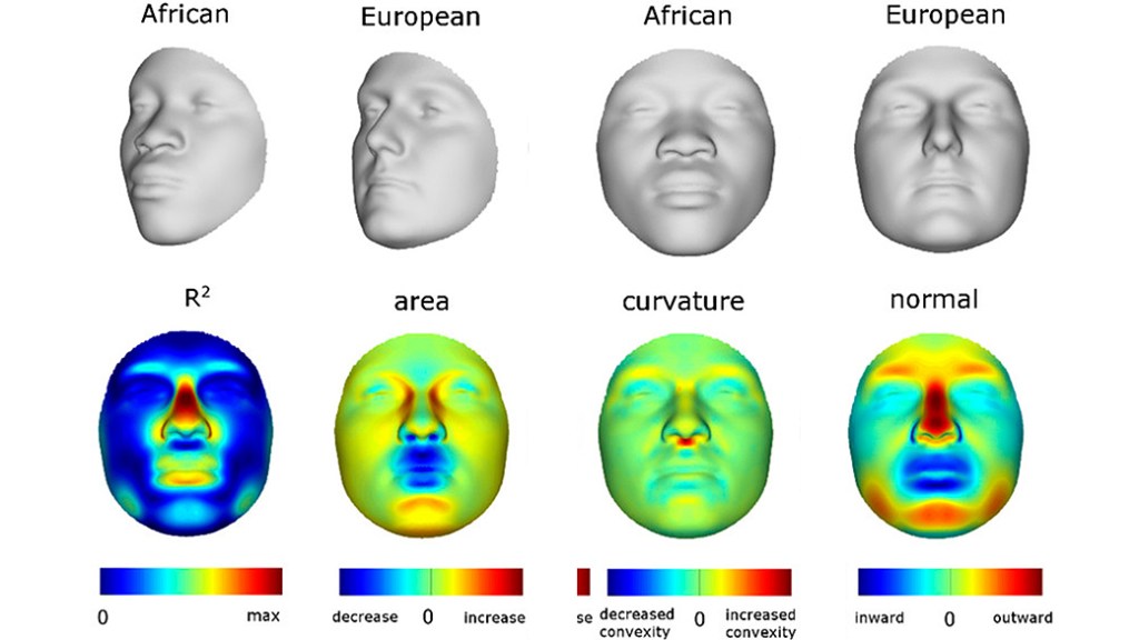 Modelos de rosto humano criados a partir de informações genéticas. A imagem mostra faces projetadas com base em características associadas à ascendência africana ou europeia