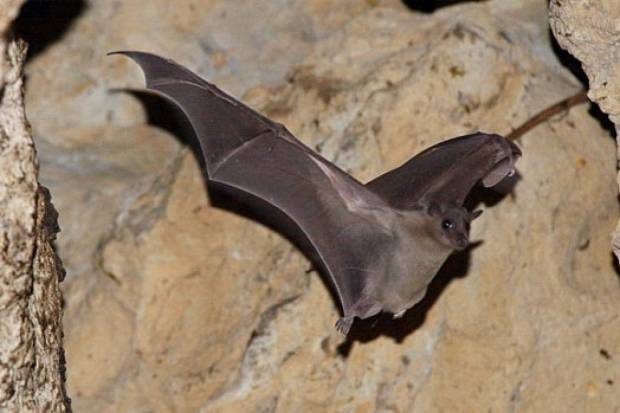 Pesquisadores desvendam mecanismos do voo dos morcegos | VEJA
