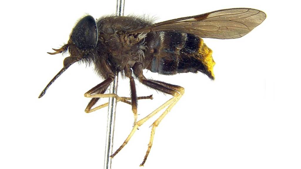 A mosca Beyonce, ou, Scaptia (Plinthina) Beyonceae, com seu abdome dourado
