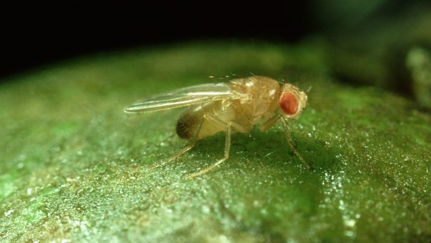 Mosca da fruta