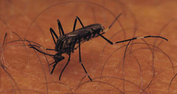 A malária é transmitida pela picada do mosquito Aedes