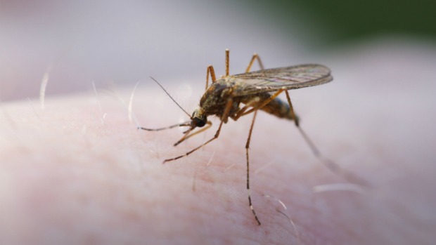 Imagem da fêmea do mosquito do gênero Anopheles, que é o agente transmissor da malária