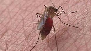 Mosquito, vetor de transmissão da Dengue