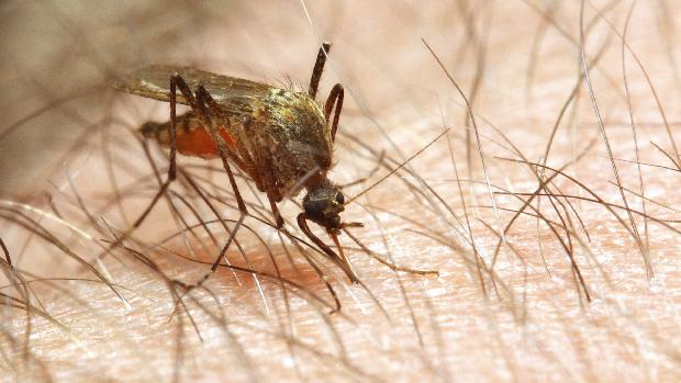 a szúnyogok bőr alatti parazitákkal fertőződnek meg aszcariasis tünetei emberekben