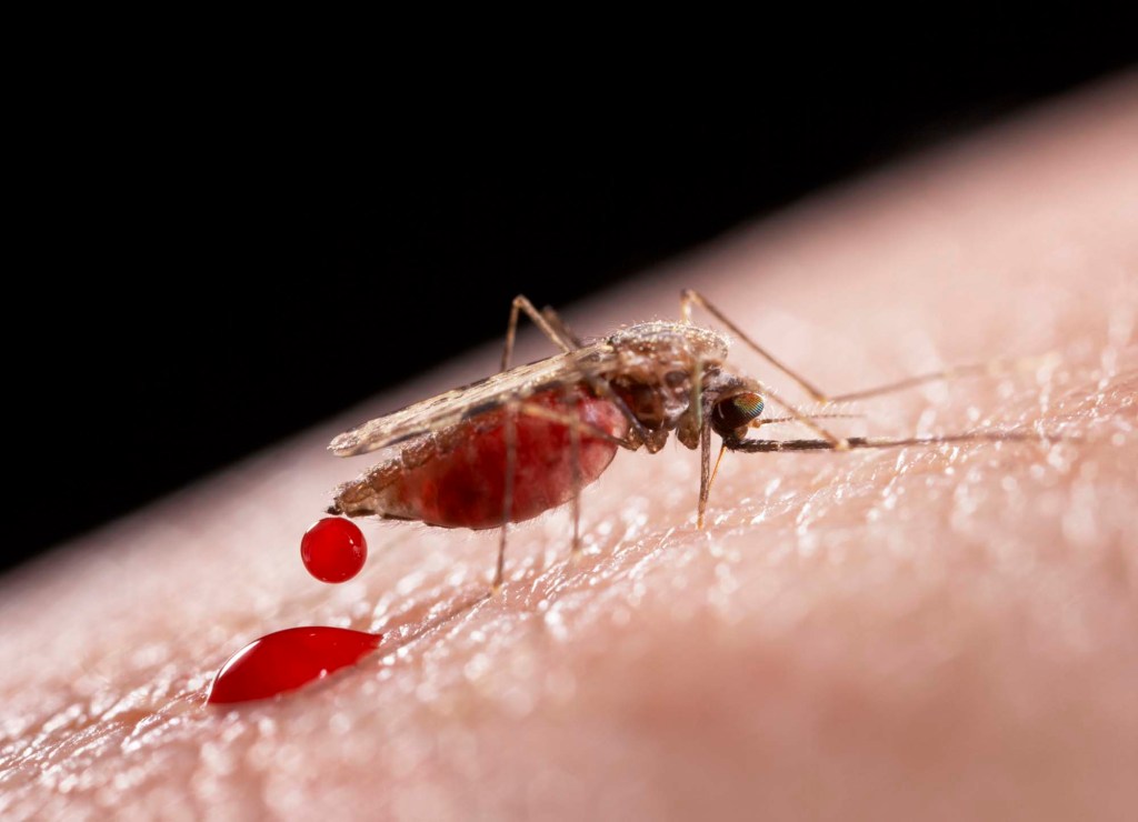 Mosquito da malária
