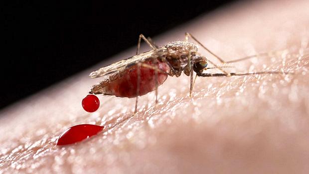Anopheles, mosquito transmissor da malária: estudo indica que ele pica mais os humanos à noite