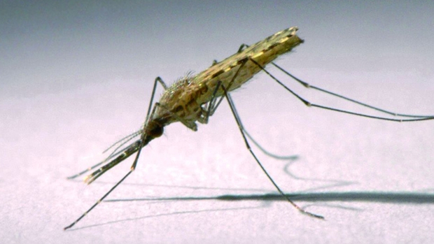 Mosquito Anopheles, que transmite a malária aos humanos por meio do protozoário parasita Plasmodium falciparum