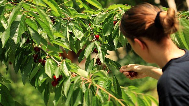 A capacidade de separar frutas das folhas verdes ajudou a firmar a preferência das mulheres pelas cores avermelhadas