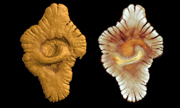 Imagem divulgada pelos cientistas franceses mostram parte do fóssil encontrado no Gabão