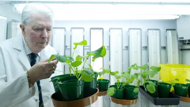 Apesar de ser essencial para o desenvolvimento das plantas, poucas espécies conseguem absorver o nitrogênio diretamente do ar