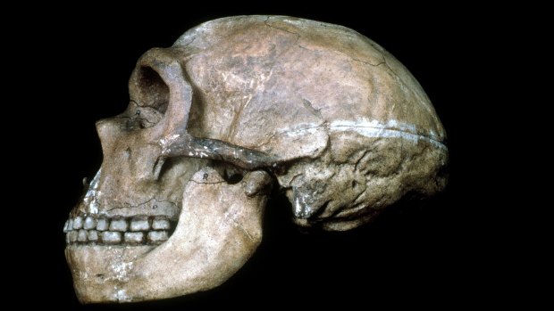 Crânio de neandertal com cerca de 60.000 anos: espécie foi extinta há cerca de 40.000 anos