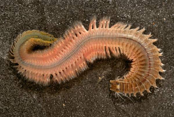 Um verme marinho da família Nereididae