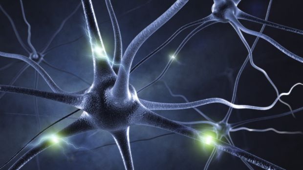 Neurônios: Cientistas suecos descobrem que cerca de um terço dessas células nervosas se renovam frequentemente ao logno da vida