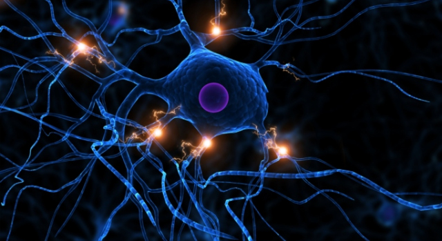 Novos neurônios são criados e ativados em situações de estresse.