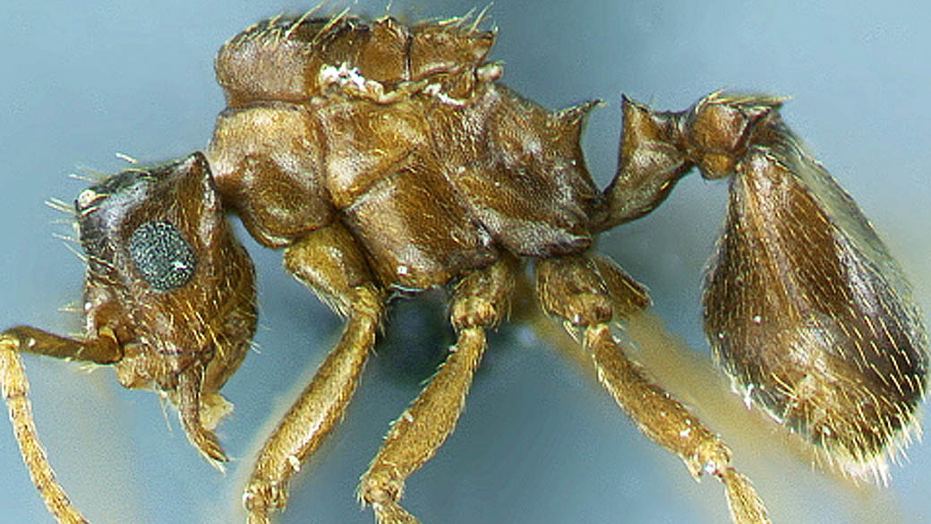 Formiga 'Mycrocepurus castrator', descoberta no campus da Universidade Estadual Paulista (Unesp), em Rio Claro