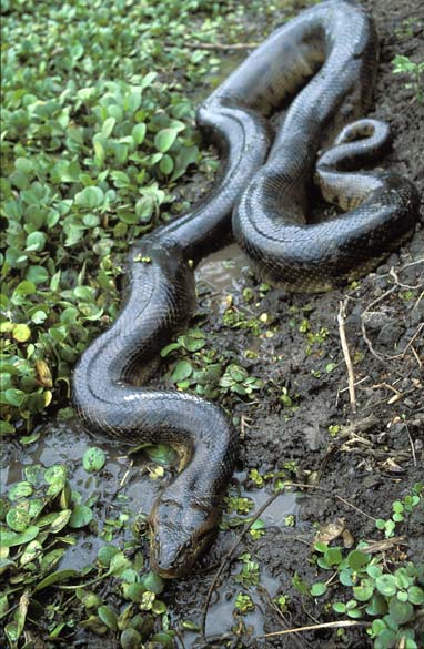 Com quatro metros de comprimento, a Eunectes beniensis foi a primeira espécie nova de sucuri identificada desde 1936. A espécie foi encontrada em 2002 na Amazônia boliviana