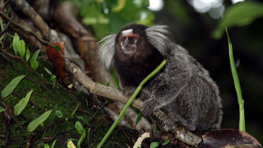 O sagui-do-rio-acari, Mico acariensis, foi descoberto em 2000. A espécie estava originalmente sendo mantida como animal de estimação por habitantes de um pequeno povoado perto do rio Acari, na Amazônia central brasileira