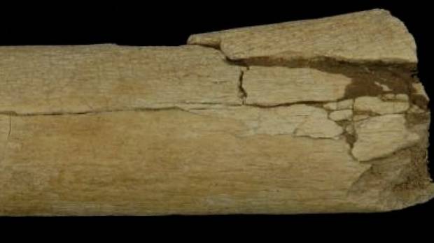 O osso fragmentado que comprova a utilização de ferramentas pelo homem 1 milhão de anos antes do que se pensava