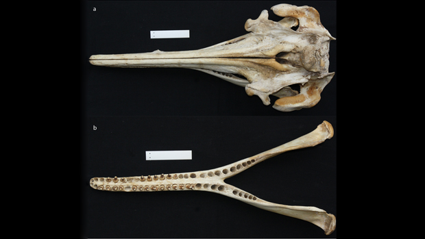 Boto-do-Araguaia: Crânio e mandíbula da nova espécie descoberta