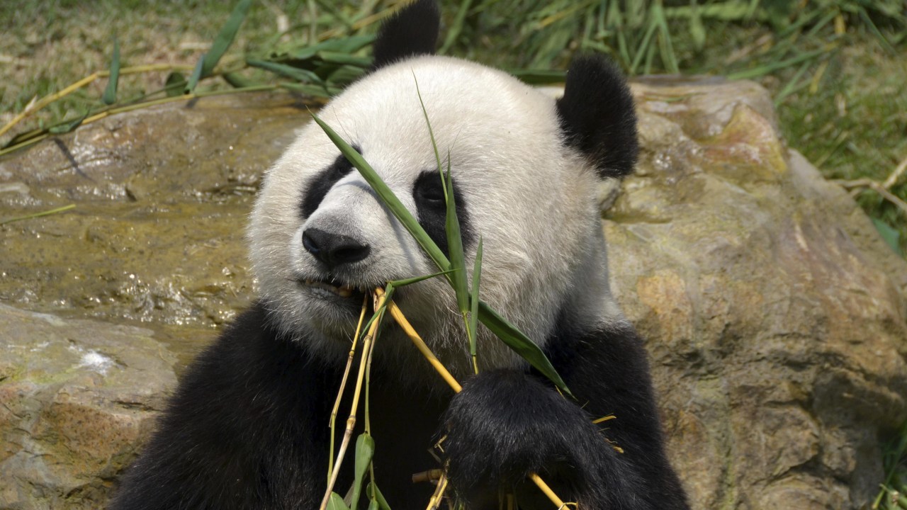 Panda: Apesar de ter uma alimentação com muito pouco açúcar, o animal não perdeu a sensibilidade - e preferência - por sabores açucarados