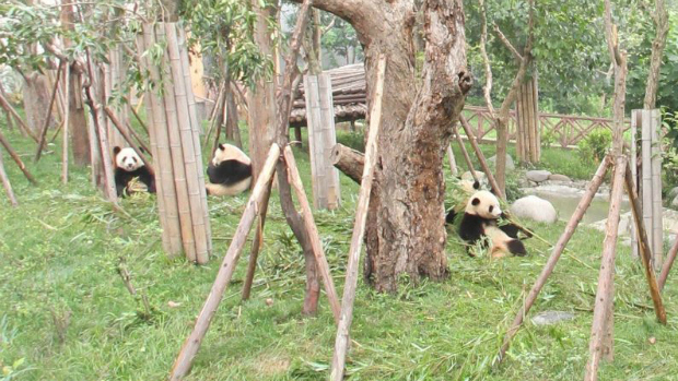 Pandas no Chengdu Panda Base, na China