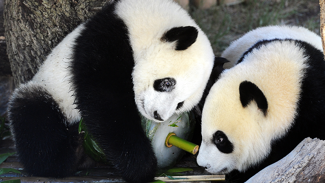 Ursos panda Po e De De em 2011