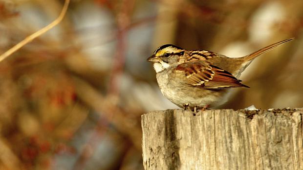 O canto dos pássaros envolve os mesmos mecanismos neuroafetivos que as músicas