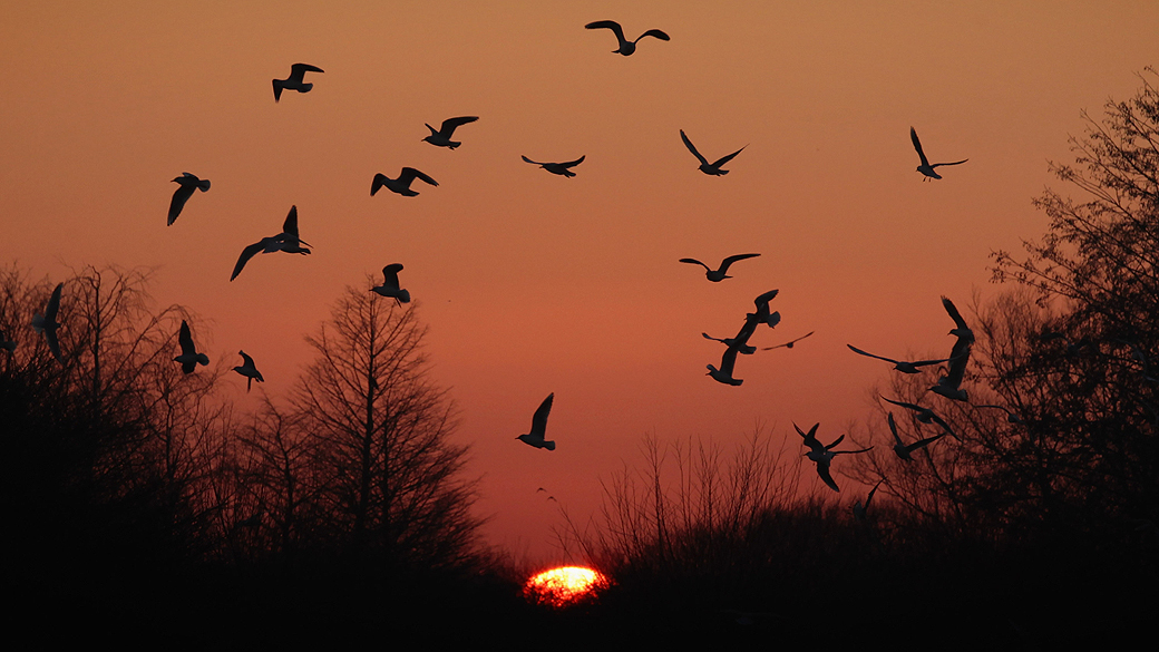 Para os pesquisadores, a invasão humana nos céus tem efeitos graves na conservação das aves e no ambiente