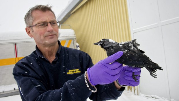 Morte no gelo: chefe do resgate da cidade de Falkoeping, na Suécia, segura um dos 100 corvos mortos encontrados caídos na neve