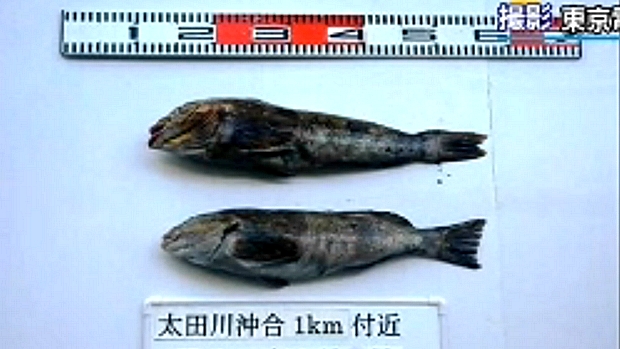 Imagem divulgada pela empresa Tepco mostra peixe com alto nível de radiação