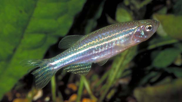 Peixe Zebra