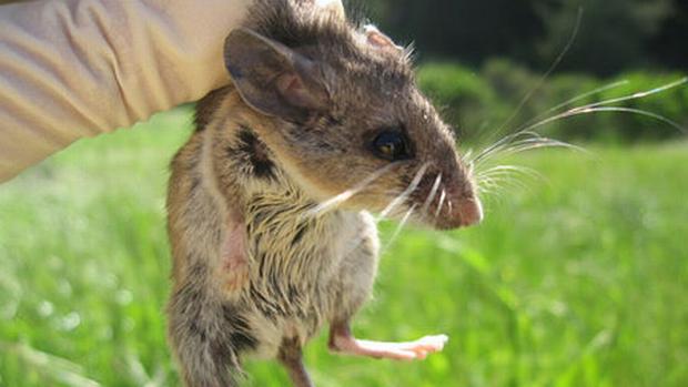 Rato da Califórnia ('Peromyscus californicus')