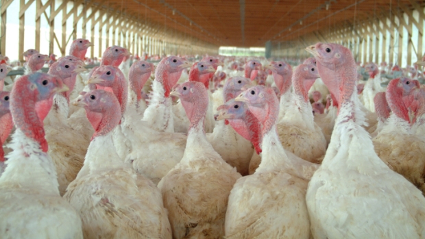 O vírus H5N1 é hospedado por aves, mas pode infectar mamíferos e até mesmo seres humanos, em casos menos frequentes
