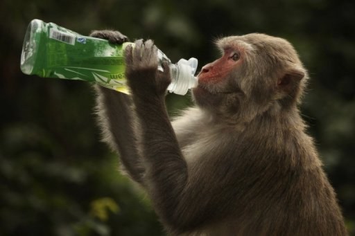 Macaco obeso por causa dos turistas posto em dieta