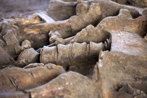 Parte de um esqueleto de mamute, num sítio arqueológico em Changis-sur-Marne