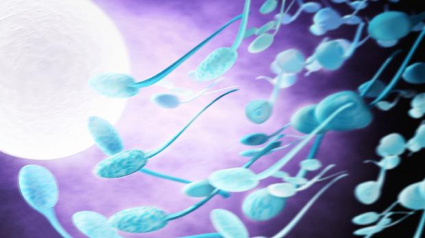 Pílula sem hormônio: cientistas conseguiram mapear as trocas químicas que fazem o espermatozoide ir em direção ao óvulo